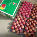 Top Qualität von frischem rotem Qinguan Apfel
